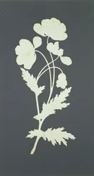 Fiore